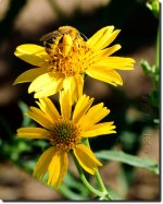 bee-load-cr.jpg