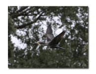 DSC_1971.jpg