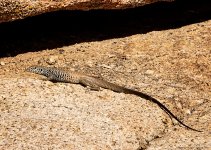 Coastal Whiptail Lizard.jpg