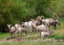 Desert Big Horns.jpg