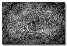 grass.jpg