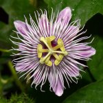 Passiflora.jpg