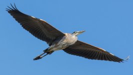 SuperHeron-1.jpg