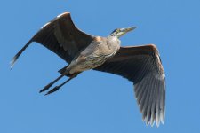 SuperHeron-2.jpg