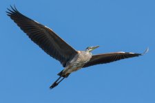 SuperHeron-3.jpg