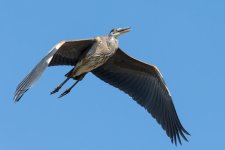 SuperHeron-4.jpg
