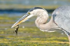 HeronCrawdad-2.jpg