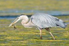 HeronCrawdad-3.jpg