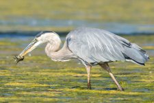 HeronCrawdad-4.jpg