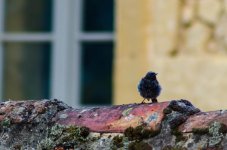 20150905-fluffy bird.jpg