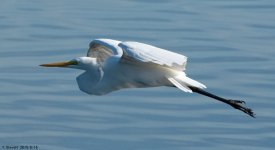 _DSC2610.jpg