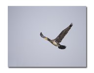 DSC_2548.jpg