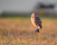 Owl_9736.jpg