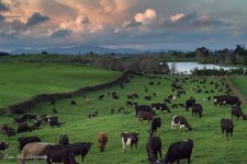 Rural New Zealand-.jpg