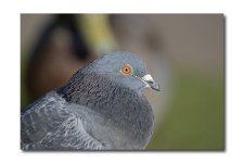 DSC_2951.jpg