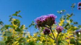 DSC_0348.jpg