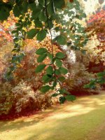 Under-the-tree.jpg