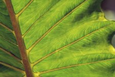 Leaf, Illuminated.jpg