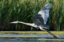 SurfaceHeron-1.jpg