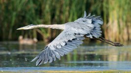 SurfaceHeron-2.jpg