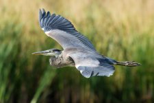 SurfaceHeron-3.jpg