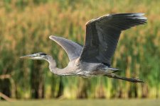 SurfaceHeron-4.jpg