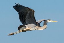 SurfaceHeron-6.jpg