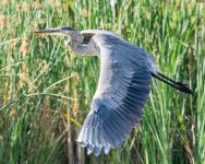 SurfaceHeron-7.jpg