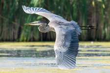 SurfaceHeron-8.jpg