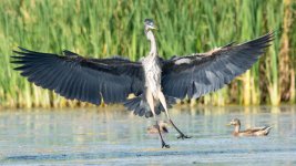 SurfaceHeron-9.jpg