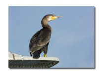 DSC_3196.jpg