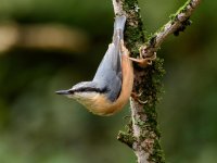 DSC_2316.jpg