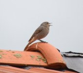 Redstart.jpg