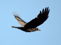 Raven.jpg