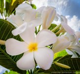 white-blossom-1.jpg