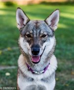 Kira -3.jpg
