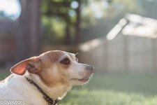 Brutus enjoying sun.jpg