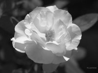 _AAA6332 - Version 4.jpg
