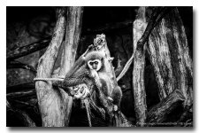 monkeys-palying-sit-bw.jpg