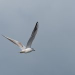 Gull-2.jpg