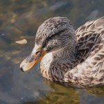 Duck.jpg