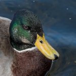 Another-Duck.jpg