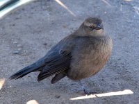 Bird.jpg