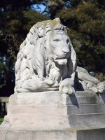 Lion.jpg