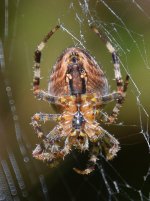 2015-09-20 11-43-41 - Spider.jpg