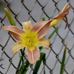 Lily.jpg
