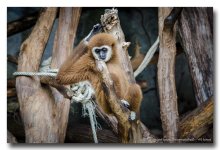 monkeys-palying-sit-3.jpg