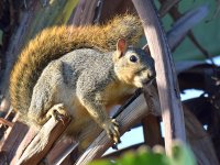 Squirrel.jpg