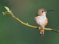 Hummer2.jpg