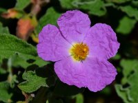 Cistus.jpg